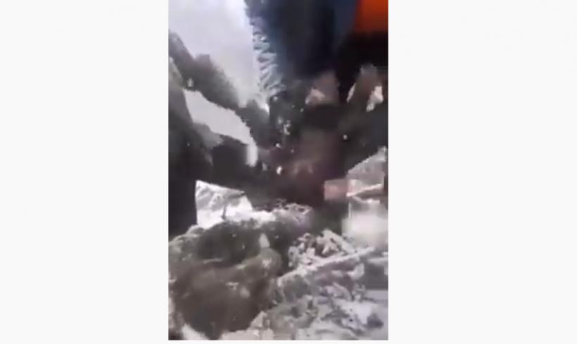 VIDEO. Patru pui de urs, scoși din bârlog și aruncați în zăpadă