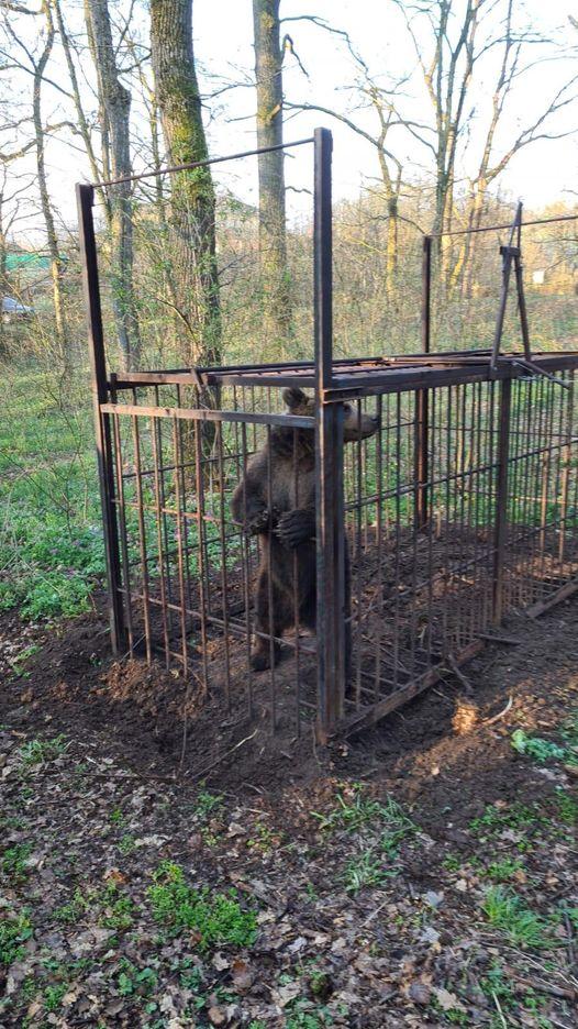Tg.Mureș: Ursul care obișnuia să vină în oraș a fost capturat. Acesta urmează să fie eliberat în pădure