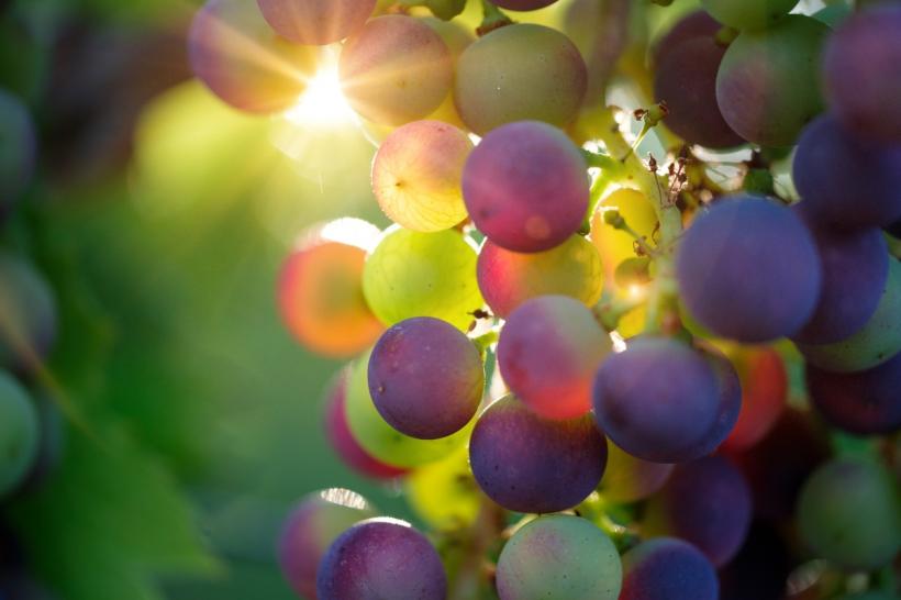 Tendințele care pot schimba optica viticultorilor din România