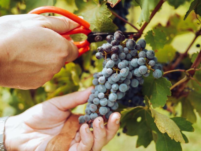 Vinul bio și cultura organică
