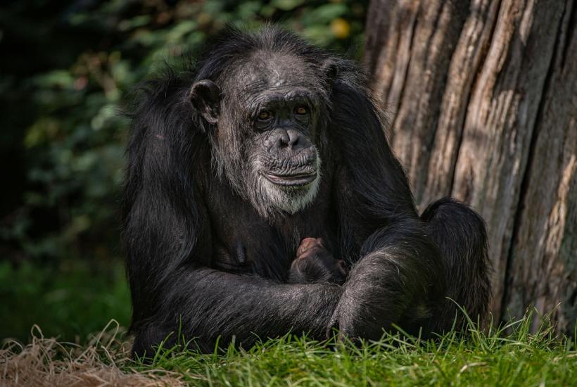Dependent de alcool și țigări, un cimpanzeu  legat  25 de ani a fost eliberat