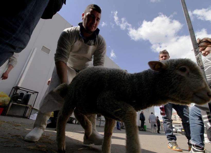 România, pe locul 2 în UE la ovine și caprine