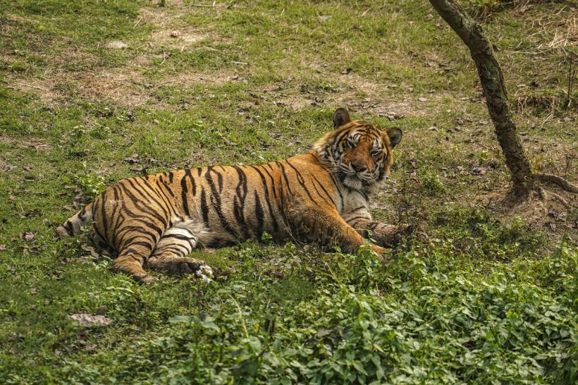 Cum a reuşit poliţia din Houston să prindă un tigru scăpat pe străzi