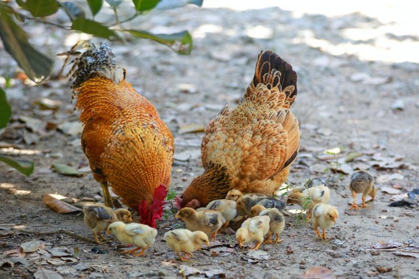 Cinci noi focare de gripă aviară în gospodării din judeţele Mureş şi Harghita
