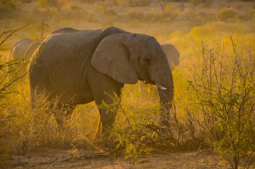 Elefanţi testaţi pentru Covid în India, după ce o leoaică a murit din cauza coronavirusului