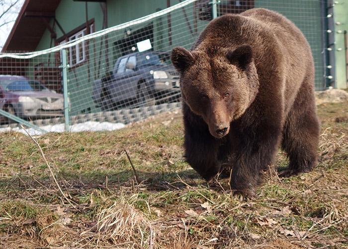 VIDEO: Un urs a intrat în curtea unei pensiuni din Băile Tuşnad, iar altul a spart ușa unui magazin din localitate