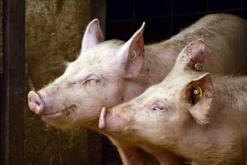 Pesta porcină africană, descoperită în fermele de porci din Germania