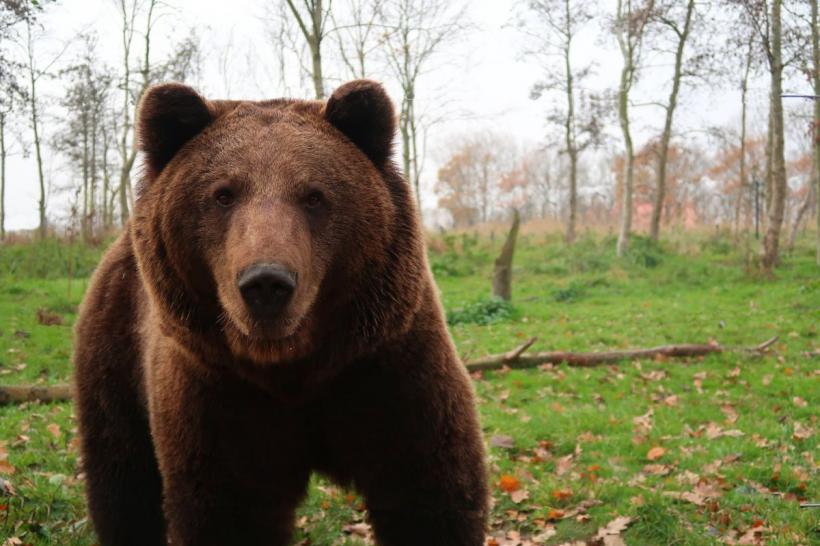 Femeie amendată pe Transfăgărășan pentru că fotografia o ursoaică cu doi pui