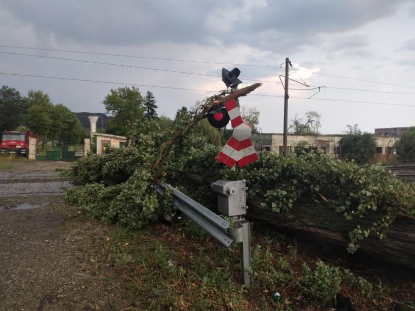 Cluj: Un plop doborât de vijelie pe calea ferată afectează traficul feroviar între Iclod și Bonțida