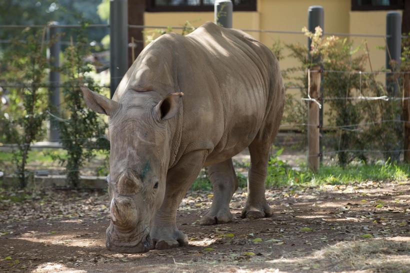 Vânătoarea ilegală de rinoceri este în creştere, după ridicarea restricțiilor din Africa de Sud