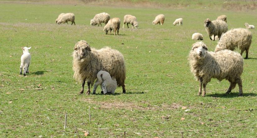 Premierul Cîțu a rezolvat problema exportului de ovine și caprine – prin eliminare