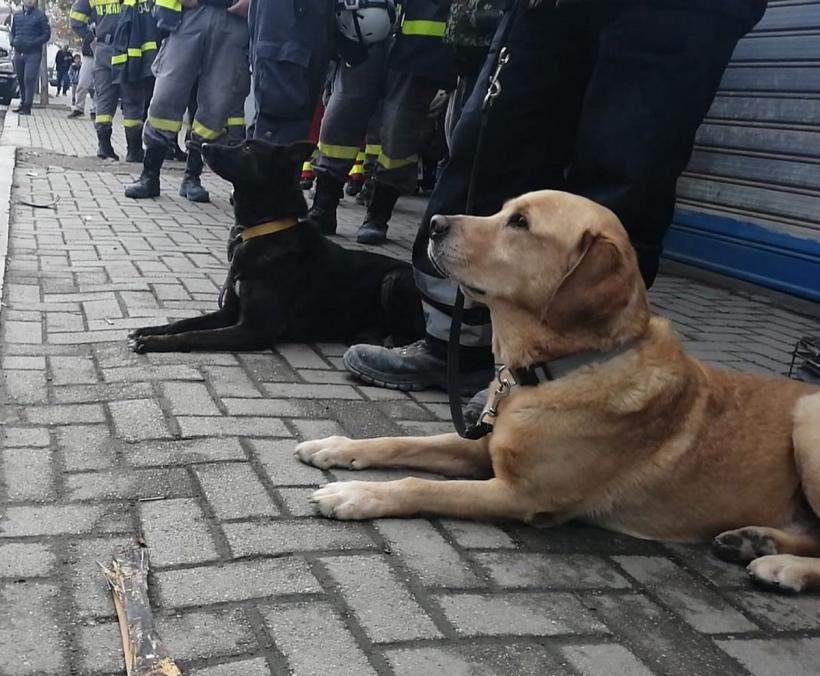 Primul pacient din România depistat cu COVID-19 cu ajutorul unui câine poliţist