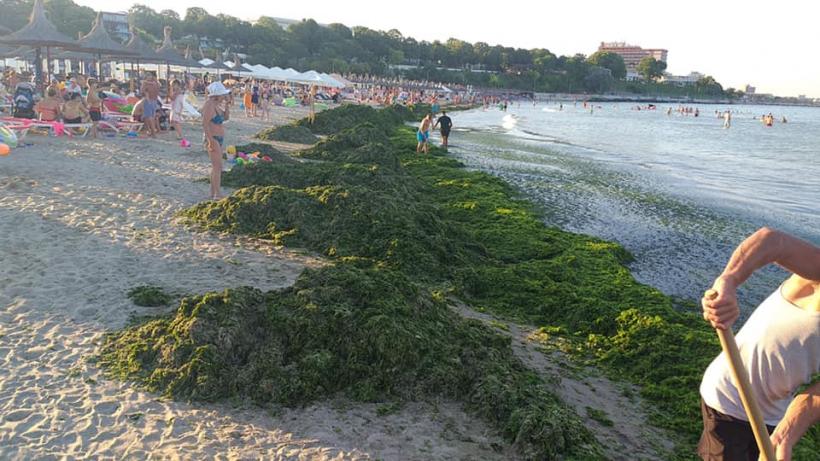 Plajele din sudul litoralului romanesc, pline de alge