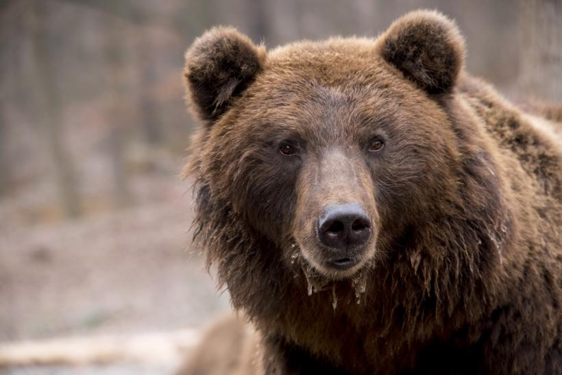 Un urs a fost prins într-o capcană neautorizată, în Dâmbovița