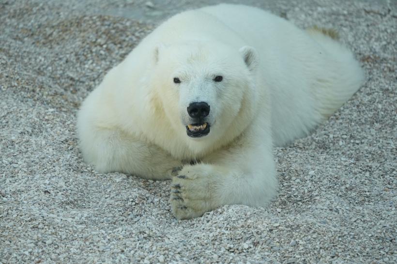 Comportamentul neştiut al urşilor polari