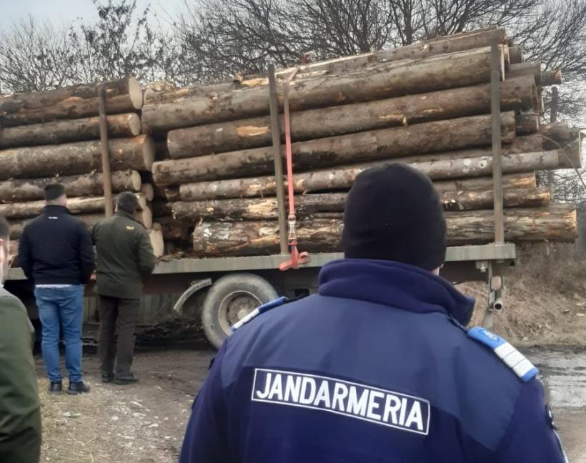 Proiect de lege. Jandarmeria ar putea confisca vehiculele care transportă lemn tăiat ilegal
