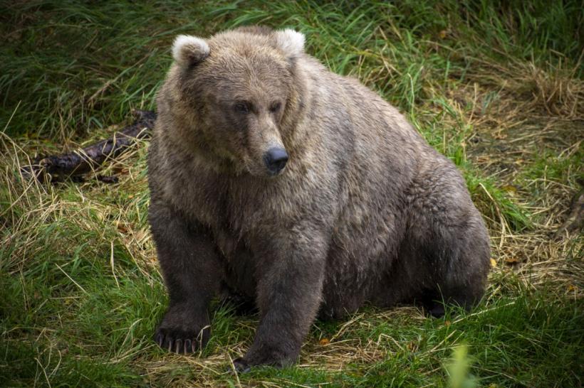 O tânără a fost condamnată la închisoare pentru că s-a apropiat de un urs, pentru a-l fotografia