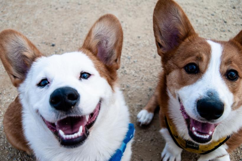 PMB: Câini oferiţi spre adopţie, în weekend, în Parcul Circului 