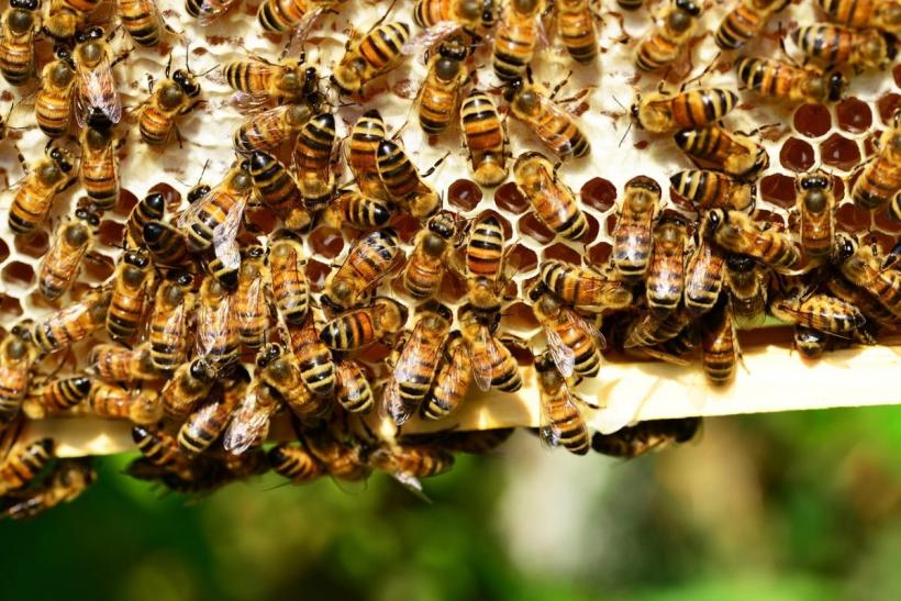 Studiu: Albinele țipă când sunt atacate de viespi