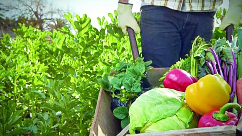 Producția agricolă a României a scăzut cu peste 11% în 2020