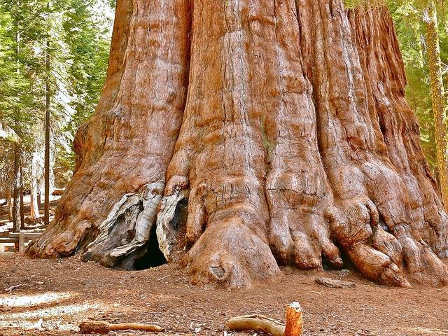 Arborii sequoia în PERICOL. 20% dintre cei mai mari copaci din lume au fost distruși de incendii