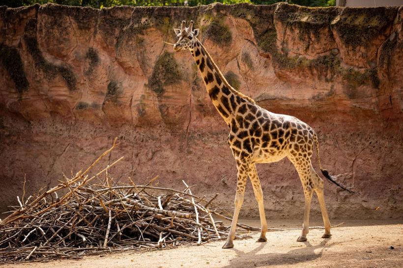 A murit cea mai bătrână girafă din lume