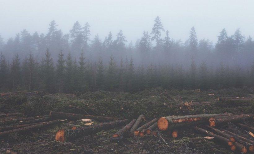 În plină criză energetică, România ignoră lemnul și biomasa
