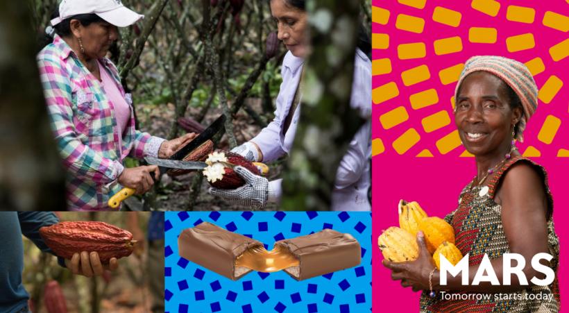 (P) 400.000 tone metrice de cacao pe an și multă responsabilitate  