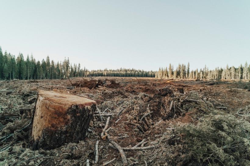 Mafia lemnului a tăiat la ras mii de hectare de pădure, dar suprafața împădurită a crescut