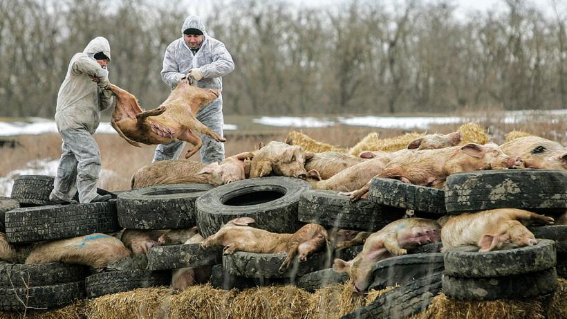 135 de focare de pestă porcină africană active în România