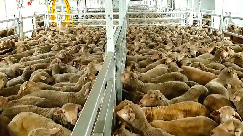 Victorie românească în Parlamentul European, transportul animalelor vii nu va fi interzis