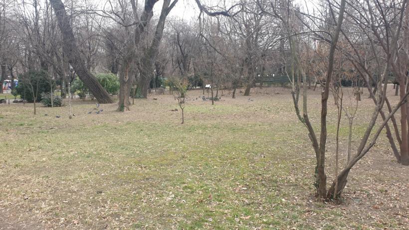 Războiul ciorilor în „Stalingradul” Cișmigiului 18775697