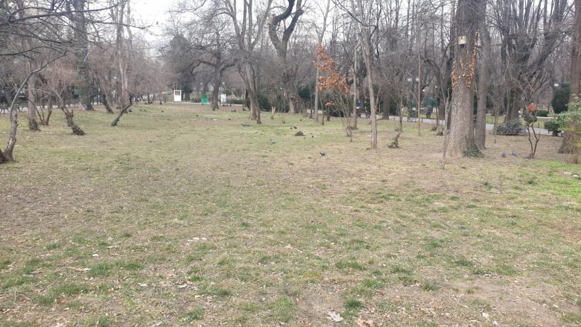 Războiul ciorilor în „Stalingradul” Cișmigiului 18775698