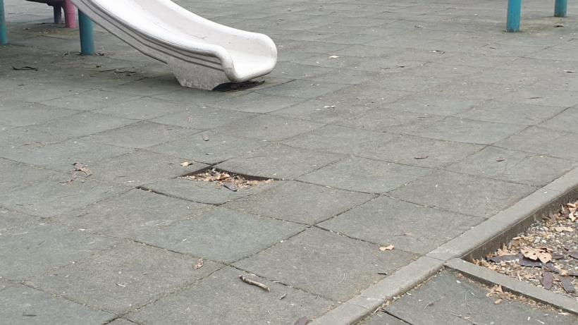 Războiul ciorilor în „Stalingradul” Cișmigiului 18775700