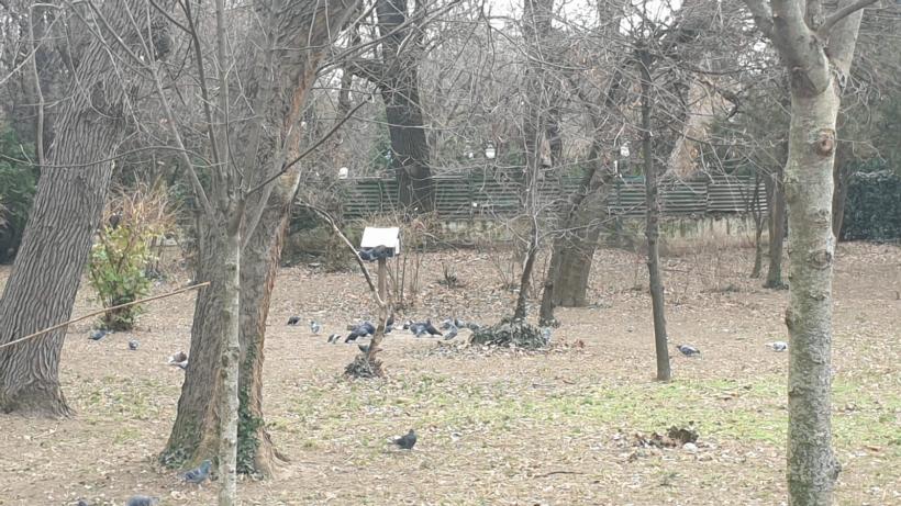 Războiul ciorilor în „Stalingradul” Cișmigiului 18775702