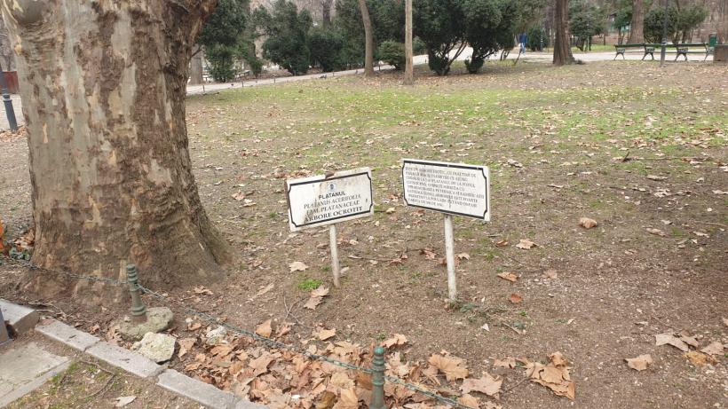 Războiul ciorilor în „Stalingradul” Cișmigiului 18775705