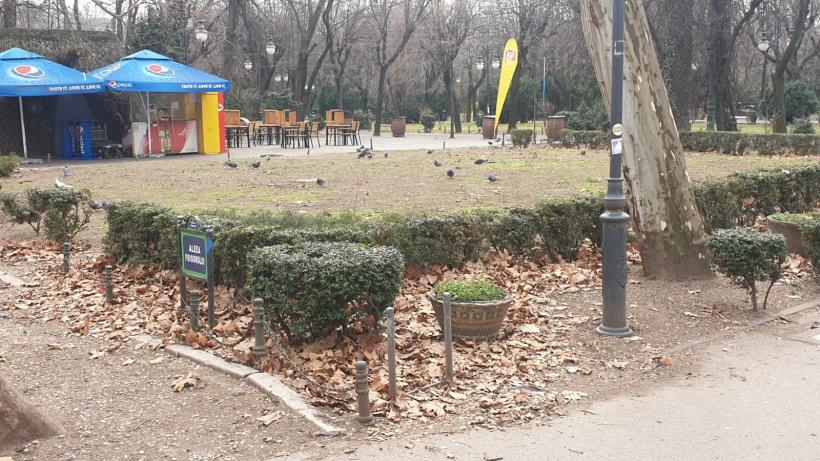 Războiul ciorilor în „Stalingradul” Cișmigiului 18775710