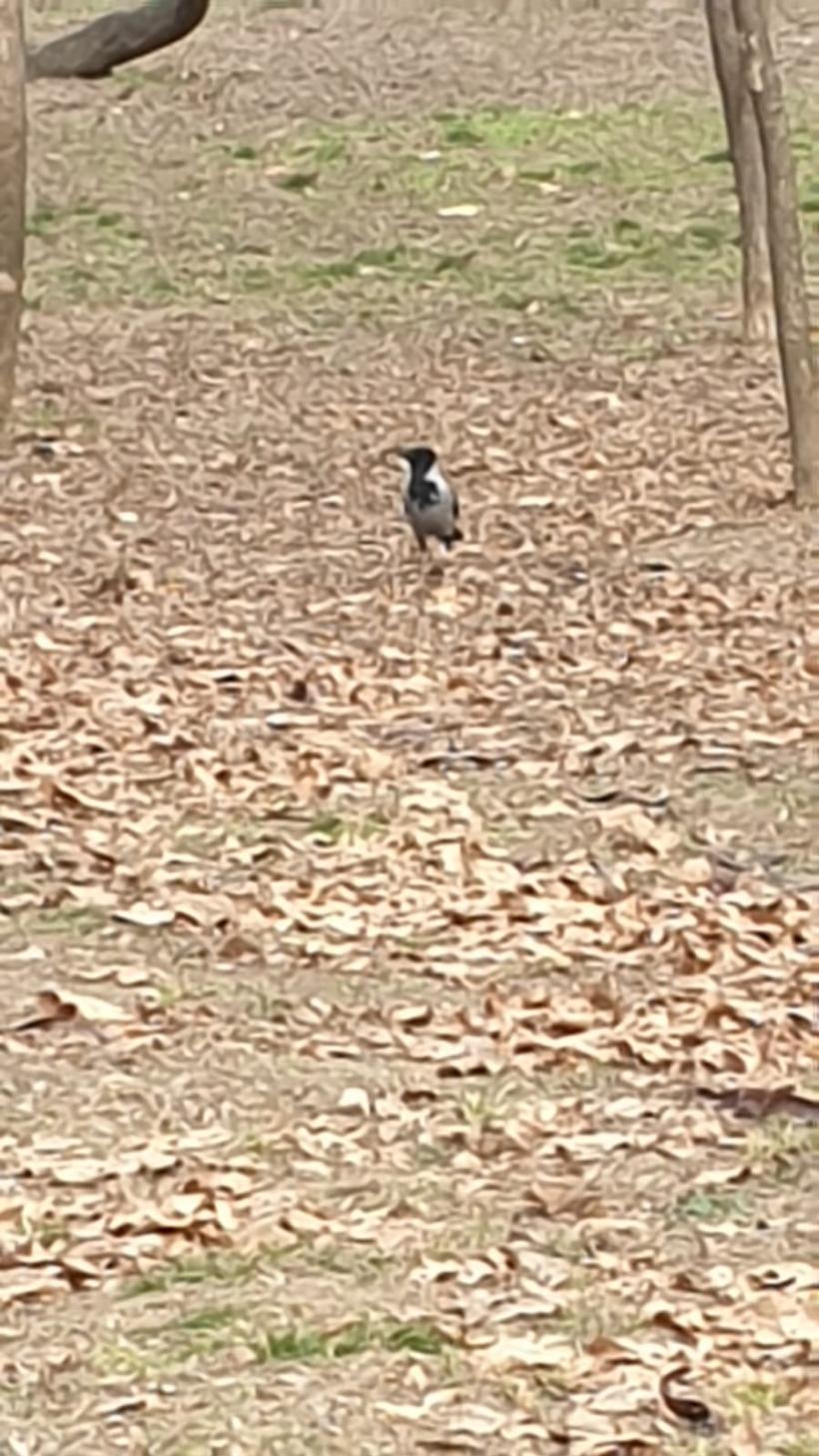 Războiul ciorilor în „Stalingradul” Cișmigiului 18775715