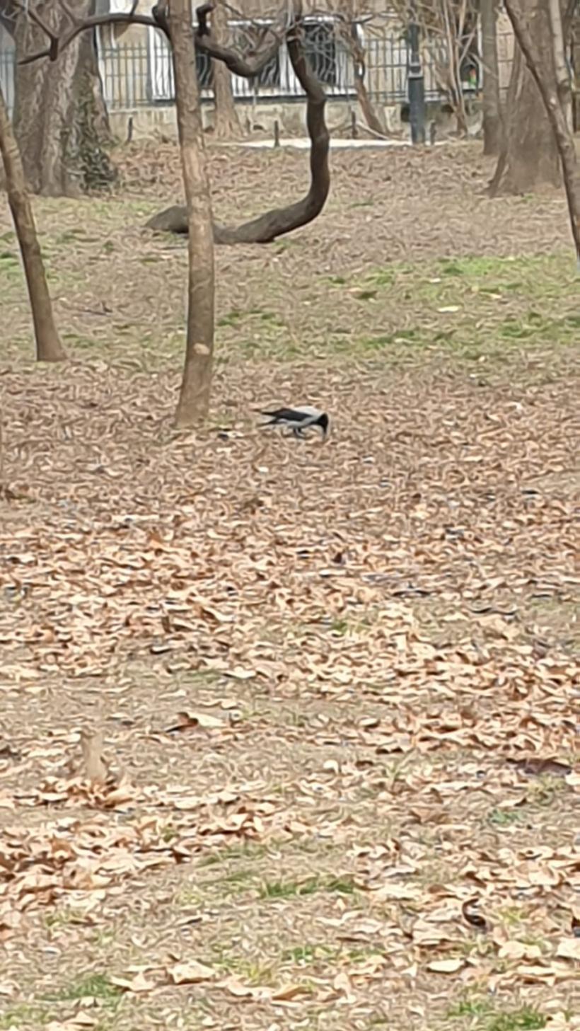 Războiul ciorilor în „Stalingradul” Cișmigiului 18775716