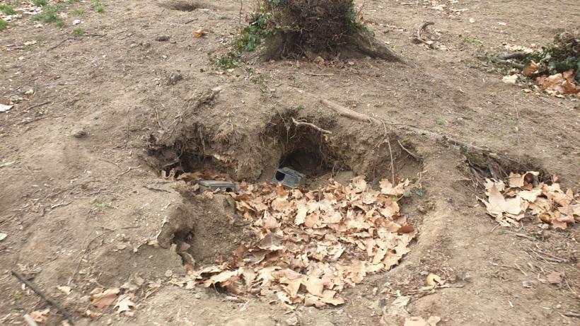 Războiul ciorilor în „Stalingradul” Cișmigiului 18775717