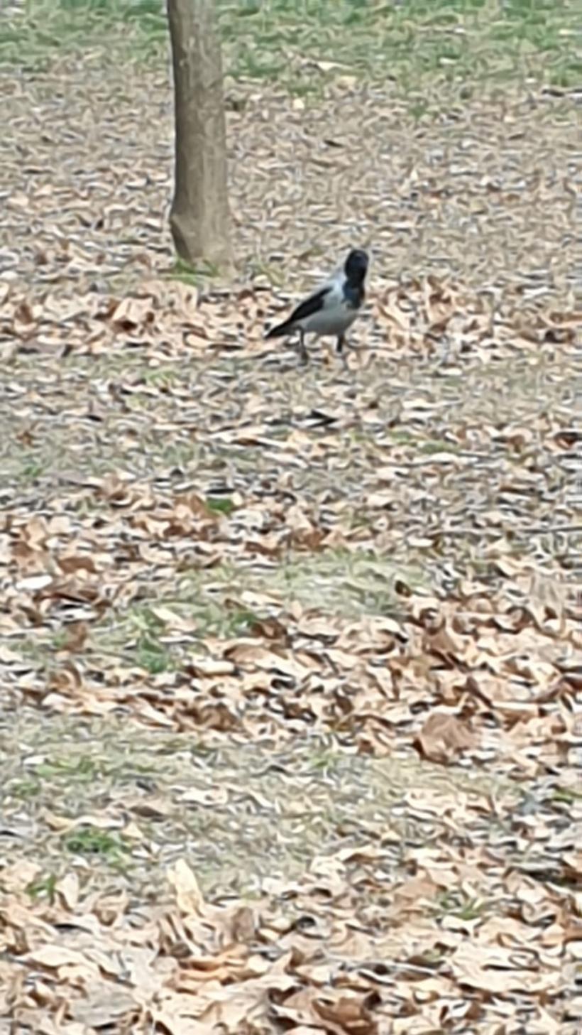 Războiul ciorilor în „Stalingradul” Cișmigiului 18775718