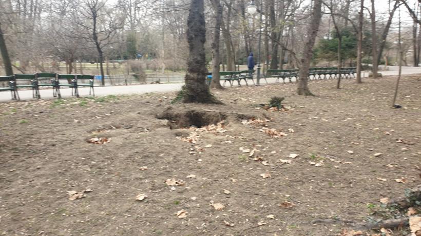 Războiul ciorilor în „Stalingradul” Cișmigiului 18775721