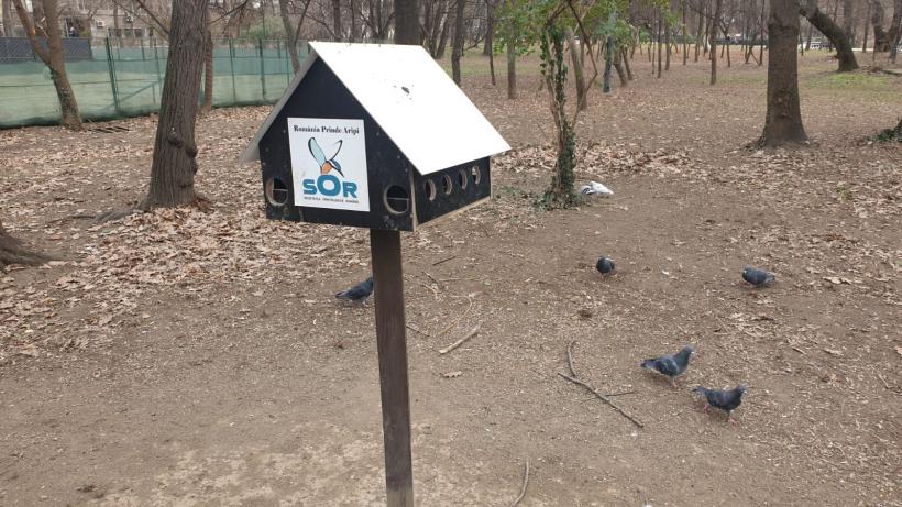 Războiul ciorilor în „Stalingradul” Cișmigiului 18775722