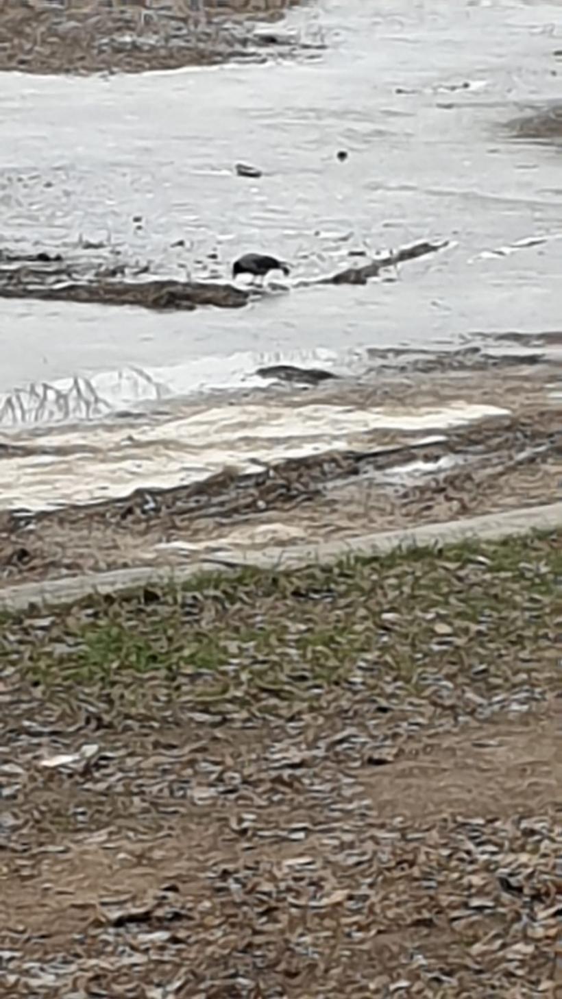 Războiul ciorilor în „Stalingradul” Cișmigiului 18775723