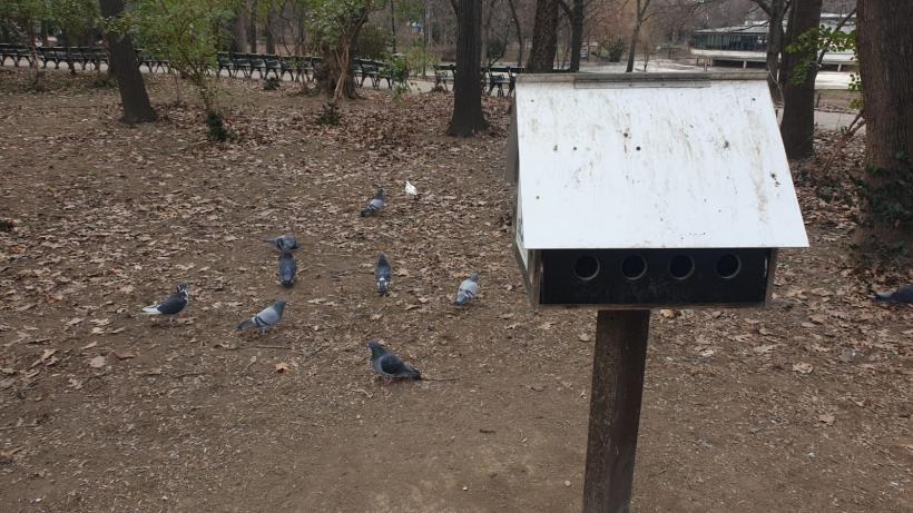 Războiul ciorilor în „Stalingradul” Cișmigiului 18775724