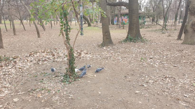 Războiul ciorilor în „Stalingradul” Cișmigiului 18775726