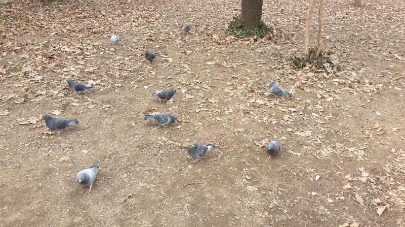 Războiul ciorilor în „Stalingradul” Cișmigiului 18775727