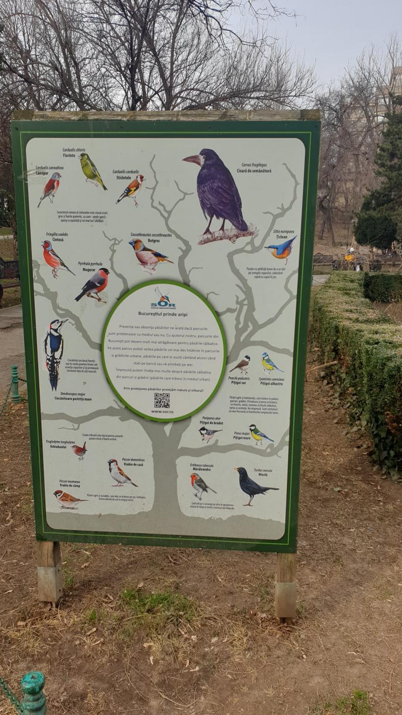 Războiul ciorilor în „Stalingradul” Cișmigiului 18775730