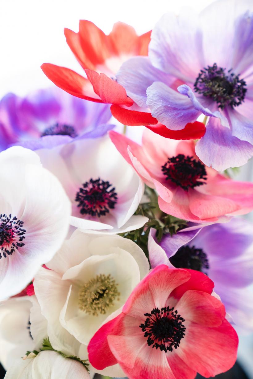 Otrăvurile din anemone - cheia pentru o nouă generaţie de medicamente
