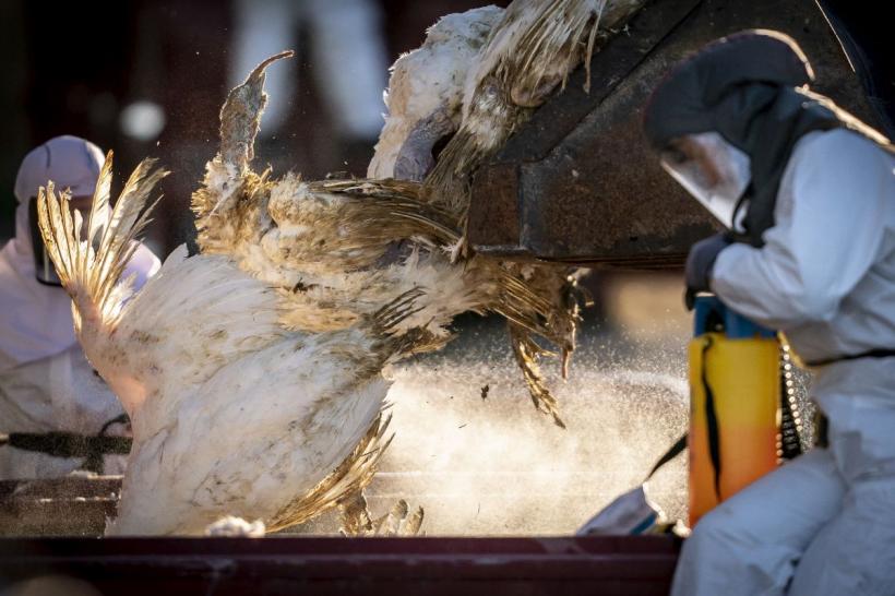 Gripa aviară ajunge într-o gospodărie țărănească din județul Ialomița